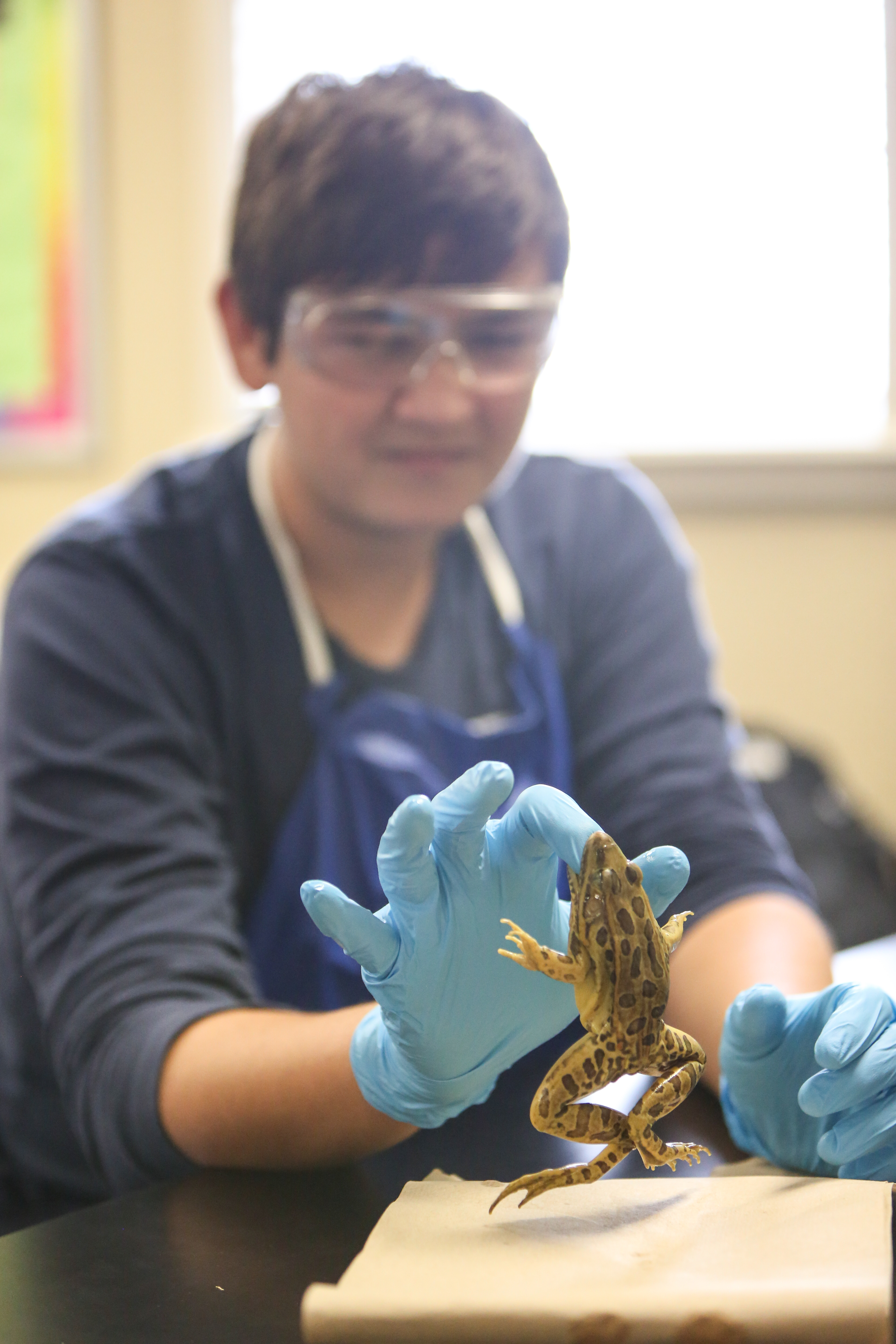 Dissecting Frogs in Biology - The Brook Hill School
