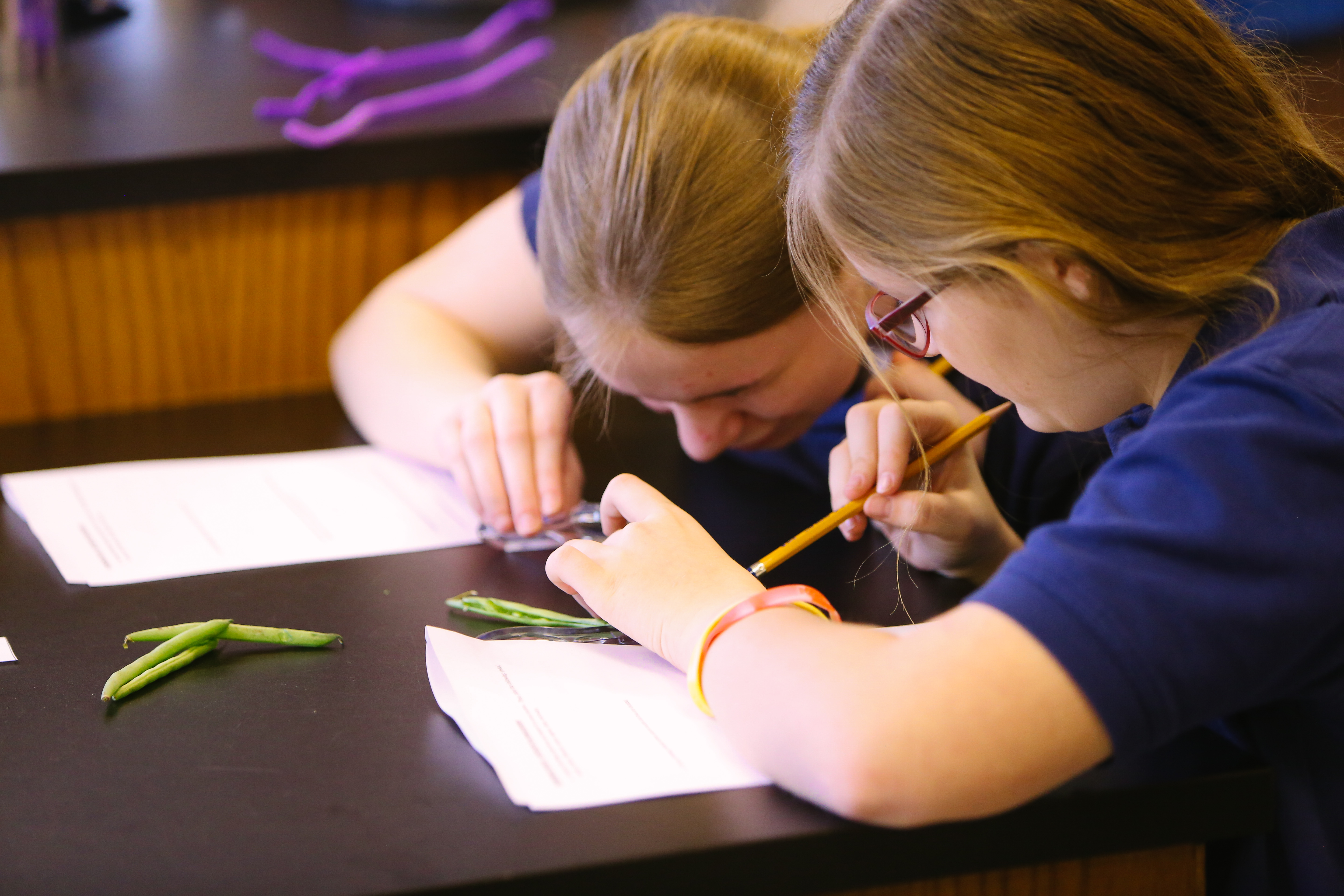 Plant Lab(TA)-29