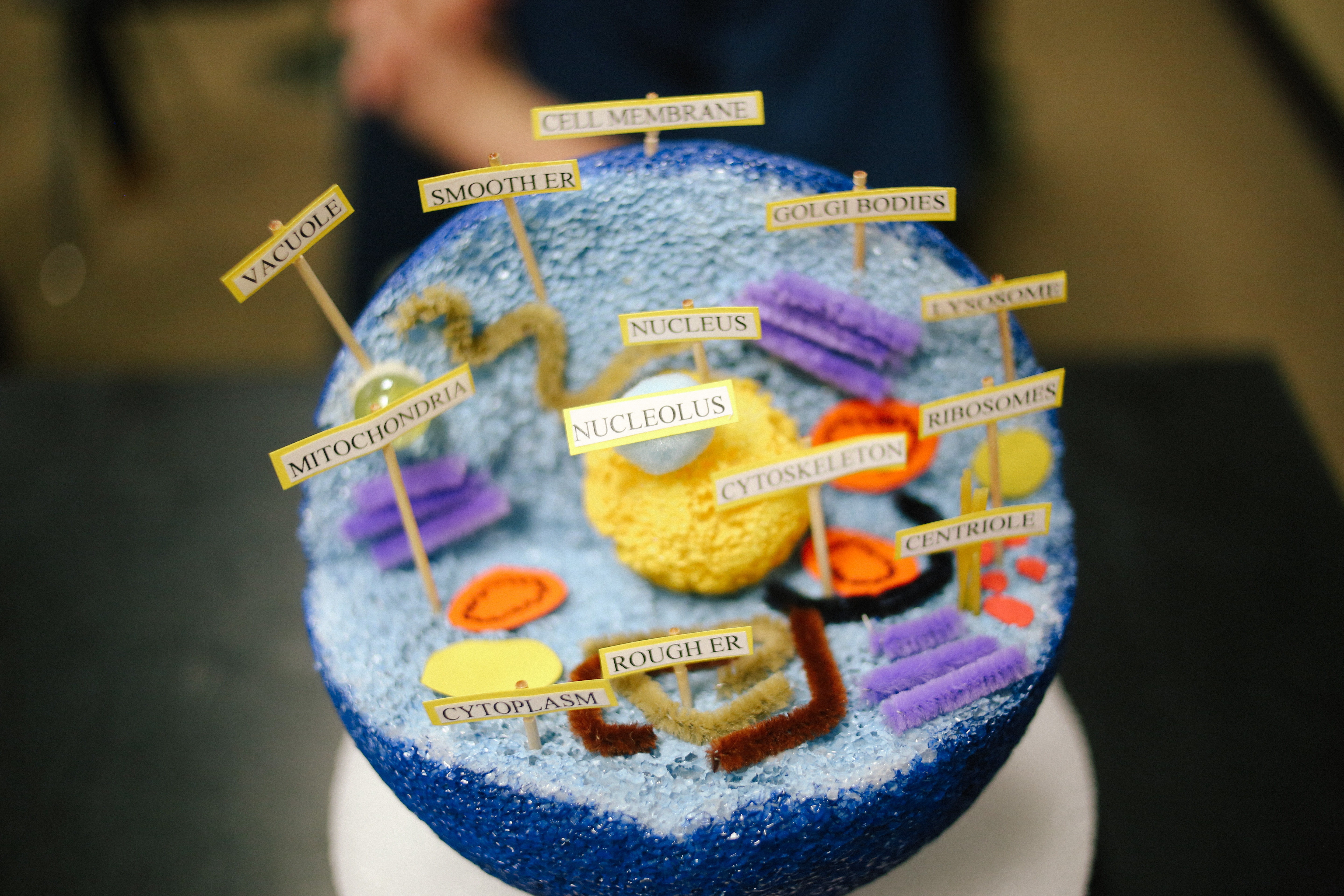 7th Grade Cell Project - Brook Hill School - Tyler; TX