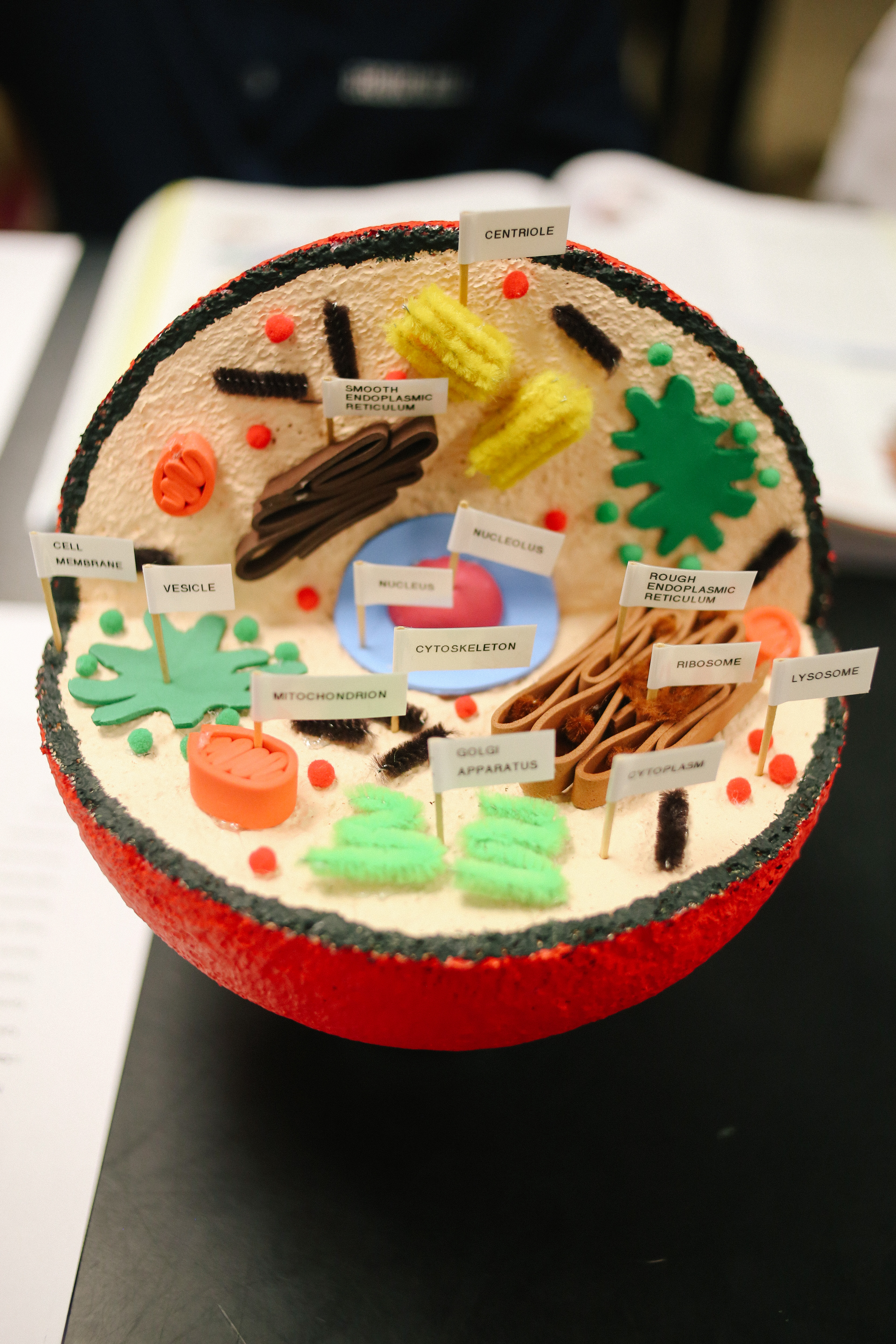 animal cell model project cake