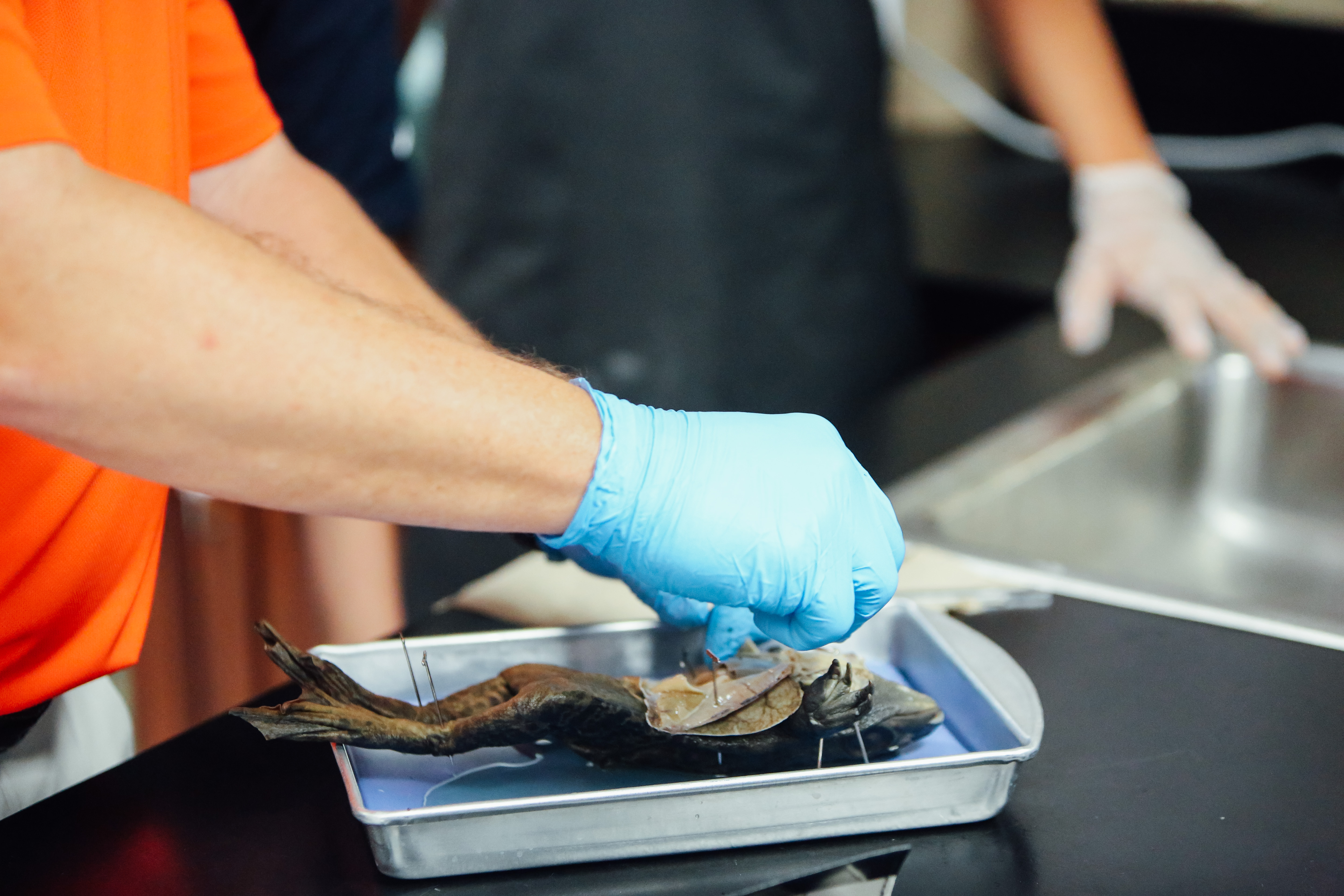 Frog Dissection(EH)-7