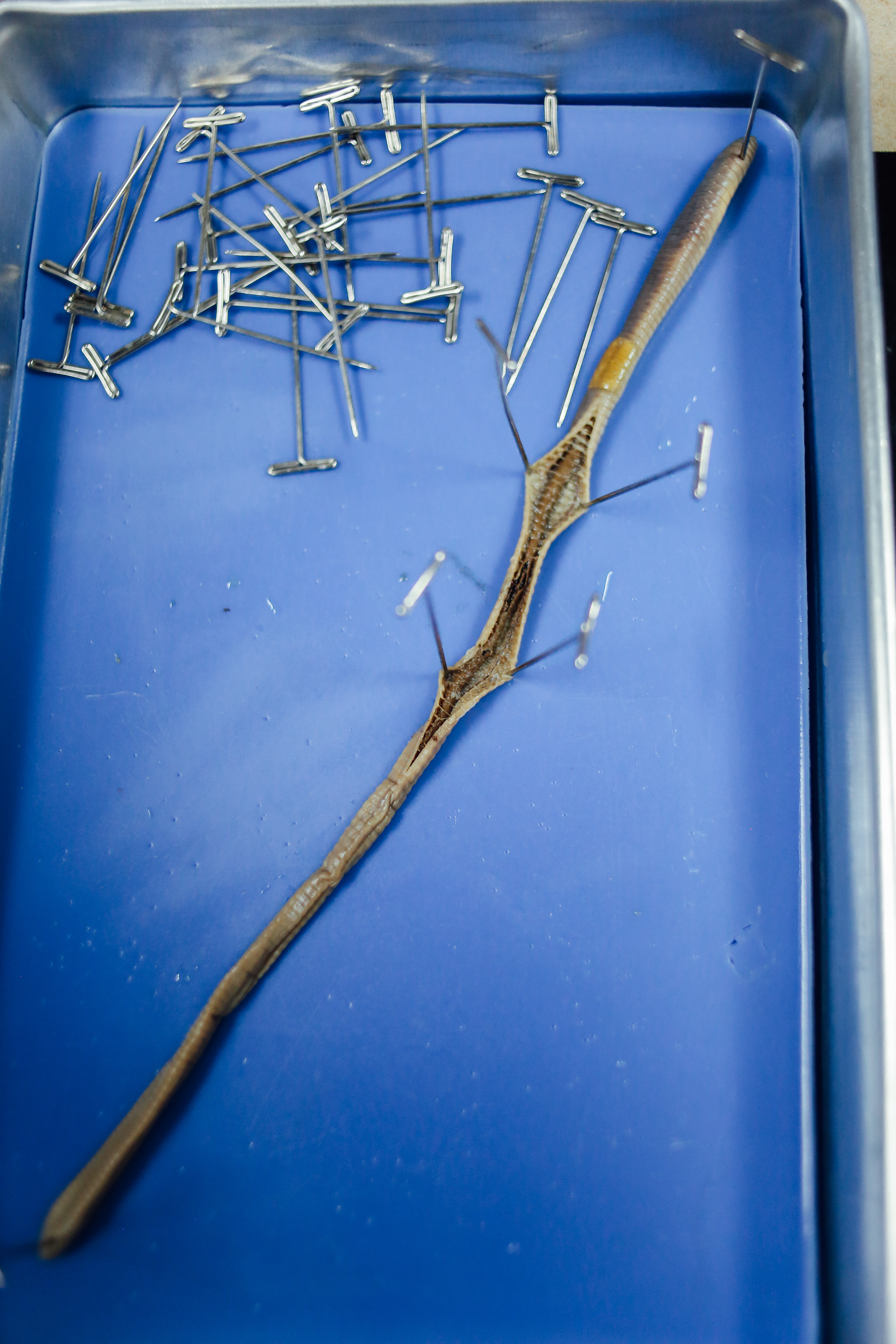 Worm Dissection(TA)-2